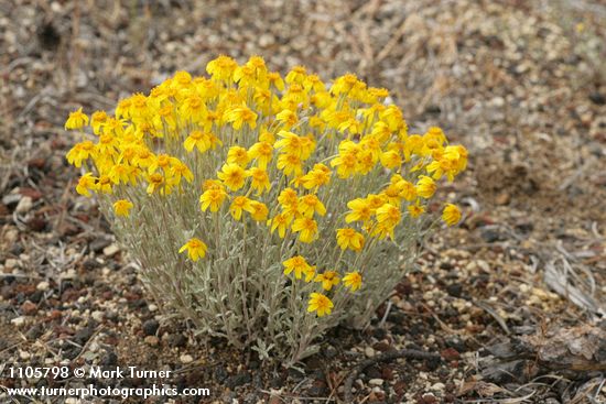 Eriophyllum lanatum var. integrifolium