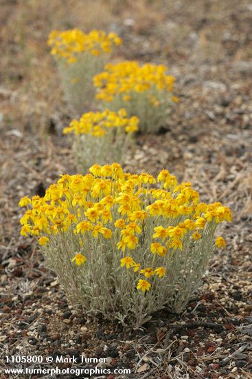 Eriophyllum lanatum  var. integrifolium