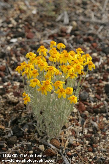 Eriophyllum lanatum  var. integrifolium