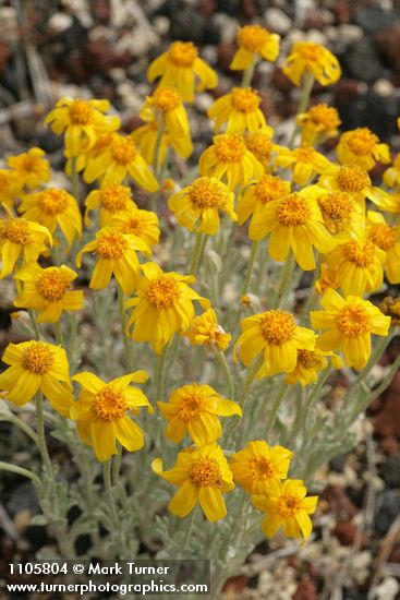 Eriophyllum lanatum  var. integrifolium