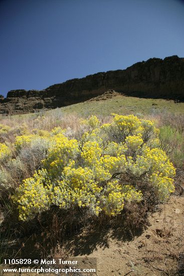 Tetradymia canescens