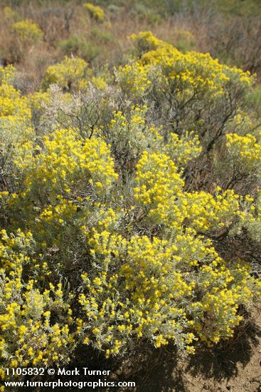 Tetradymia canescens