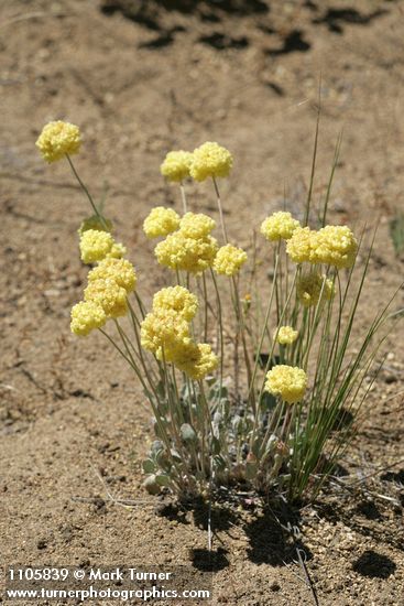 Eriogonum ovalifolium var. ovalifolium