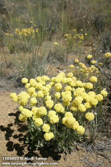Eriogonum ovalifolium var. ovalifolium