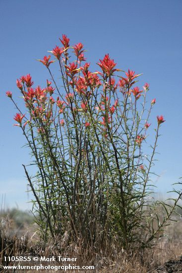 Castilleja linariifolia