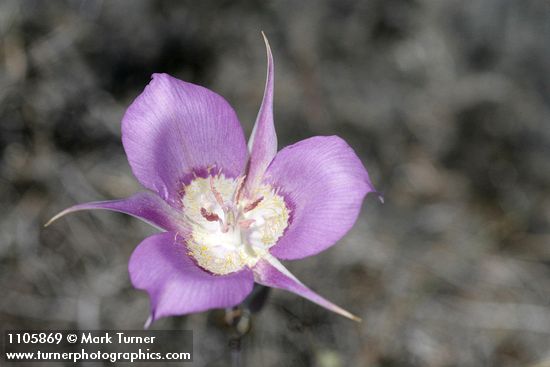 Calochortus macrocarpus