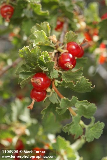 Ribes cereum