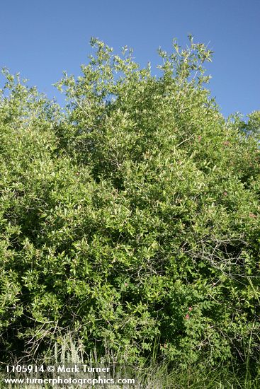Salix lutea