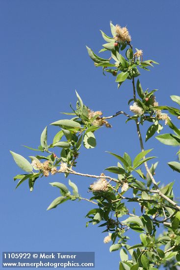 Salix lutea