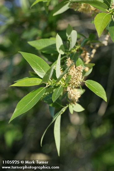 Salix lutea