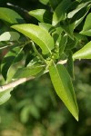 Yellow Willow foliage detail