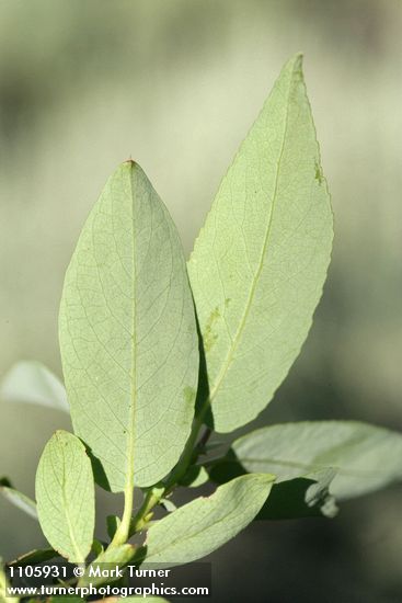 Salix lutea