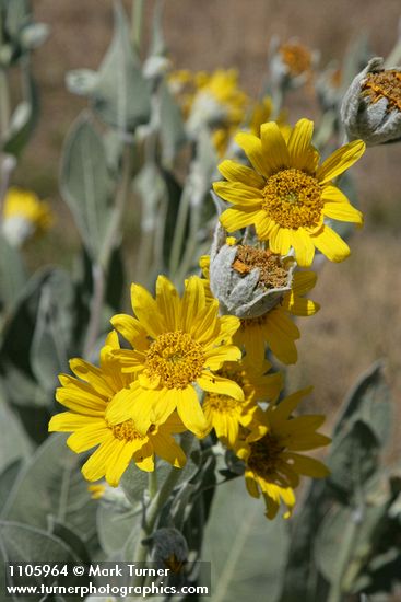 Wyethia mollis
