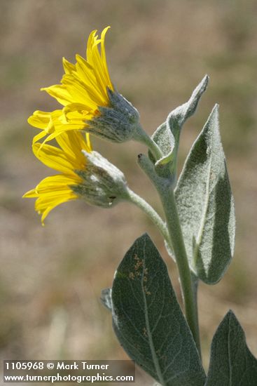 Wyethia mollis