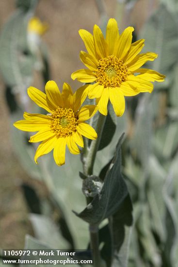 Wyethia mollis