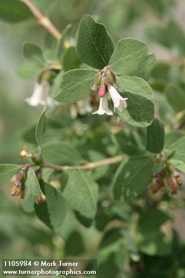Symphoricarpos rotundifolius