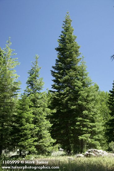 Abies concolor