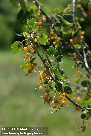 Ribes aureum
