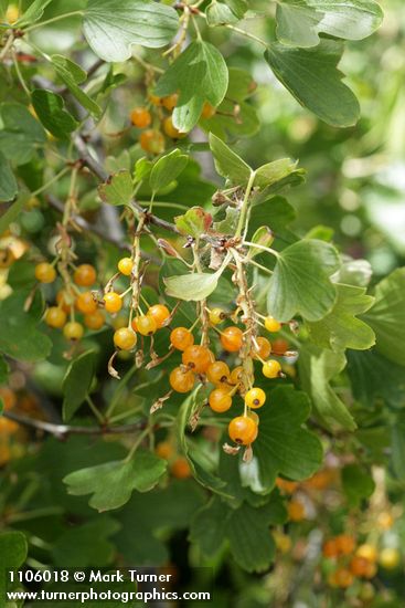 Ribes aureum