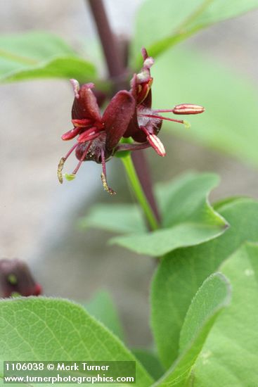 Lonicera conjugialis
