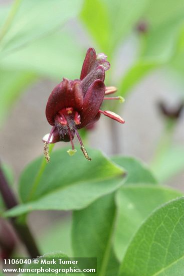 Lonicera conjugialis