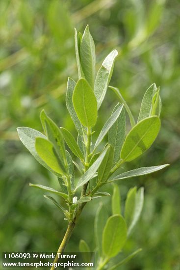 Salix eastwoodiae