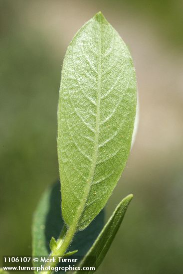 Salix eastwoodiae