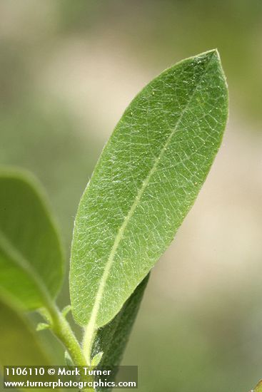 Salix eastwoodiae