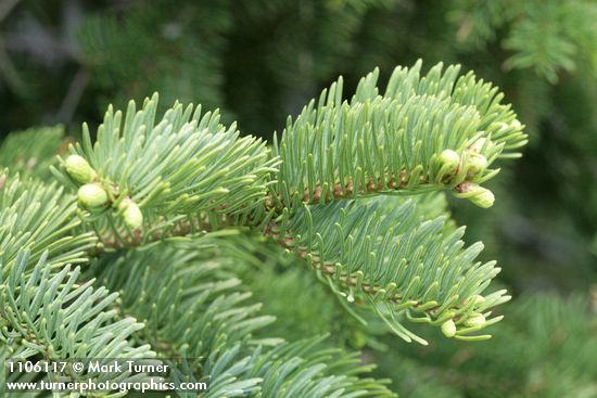 Abies lasiocarpa