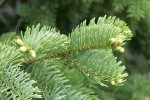 Subalpine Fir foliage detail