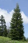Subalpine Fir