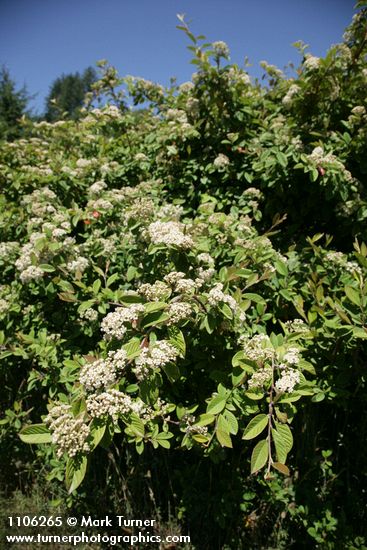 Cotoneaster lacteus