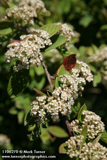 Cotoneaster lacteus