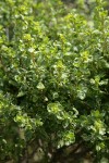 Coyote Brush foliage