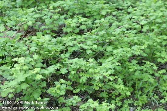 Ribes marshallii