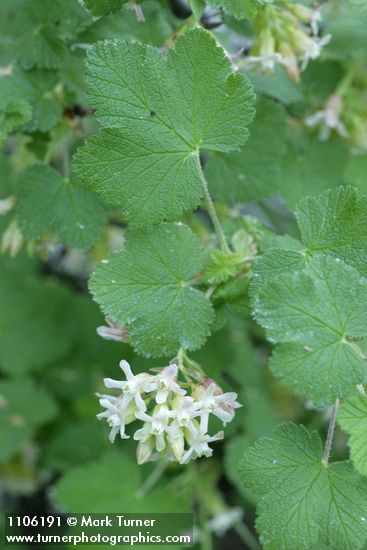Ribes viscosissimum