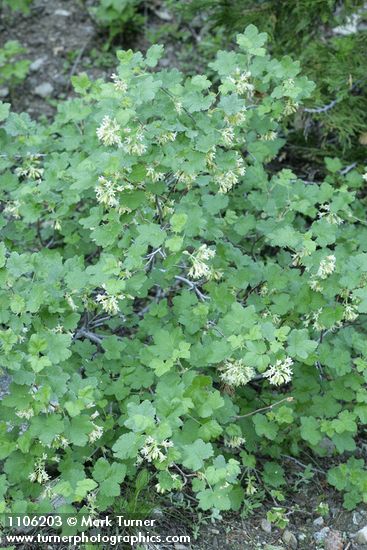 Ribes viscosissimum