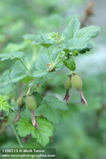 Ribes roezlii