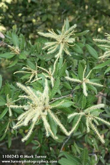 Notholithocarpus densiflorus