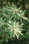 Tanoak male blossoms & foliage