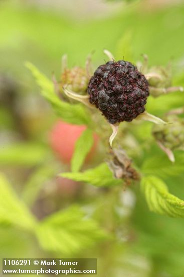 Rubus leucodermis