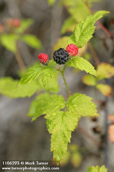 Rubus leucodermis