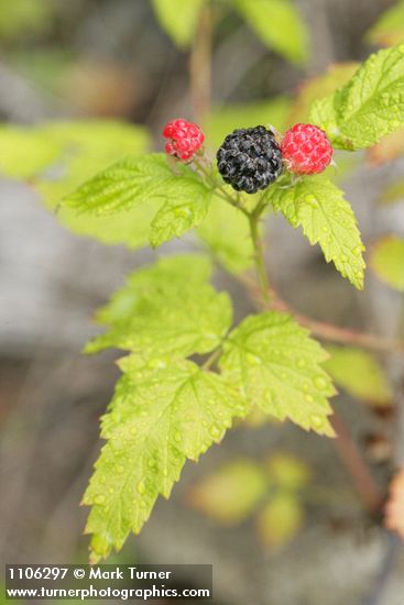 Rubus leucodermis