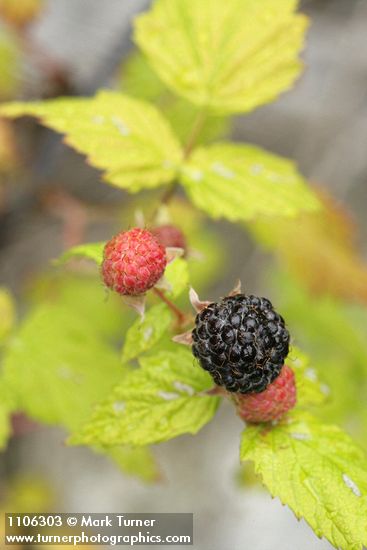 Rubus leucodermis