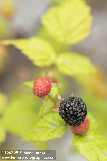 Rubus leucodermis