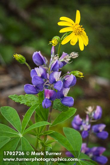 Lupinus latifolius; Arnica latifolia