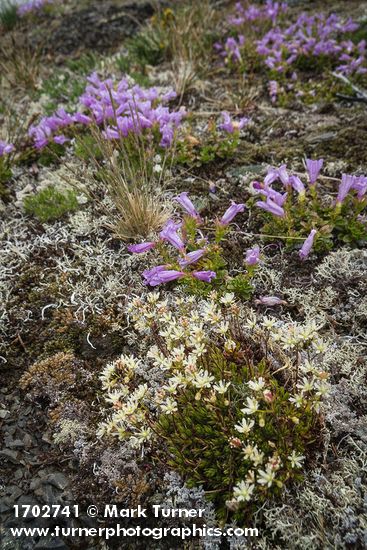 Saxifraga bronchialis; Penstemon davidsonii