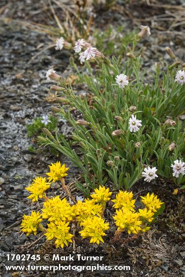 Sedum lanceolatum; Silene parryi