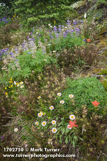 Erigeron glacialis; Lupinus latifolius; Castilleja miniata; Pedicularis racemosa