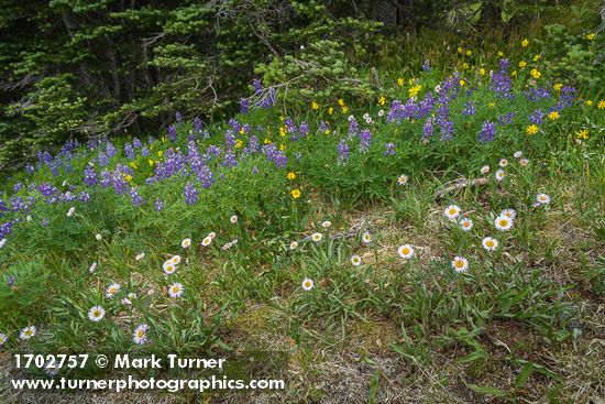 Erigeron glacialis; Lupinus latifolius; Arnica latifolia